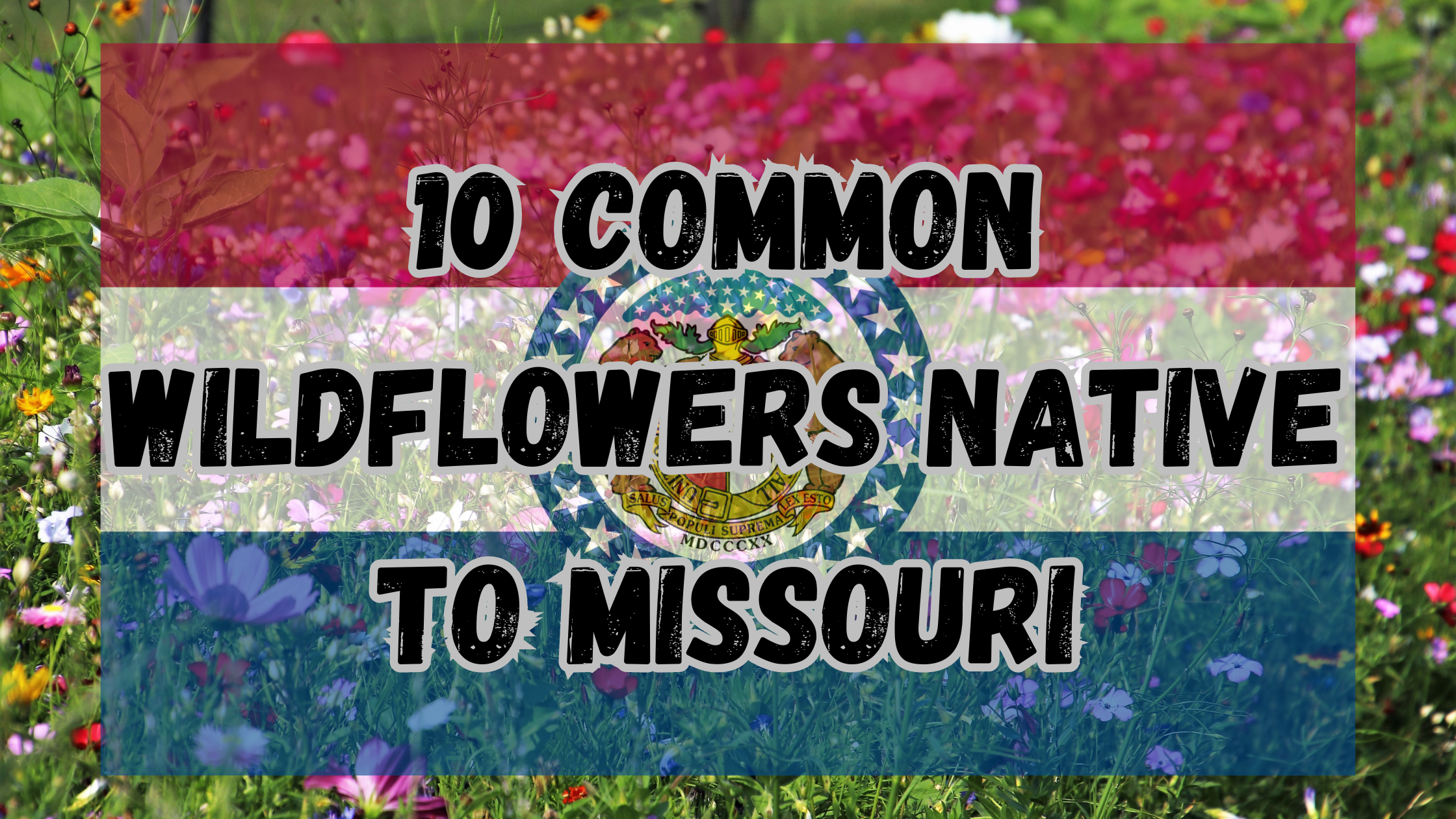 10 Most Common Wildflowers Native to Missouri