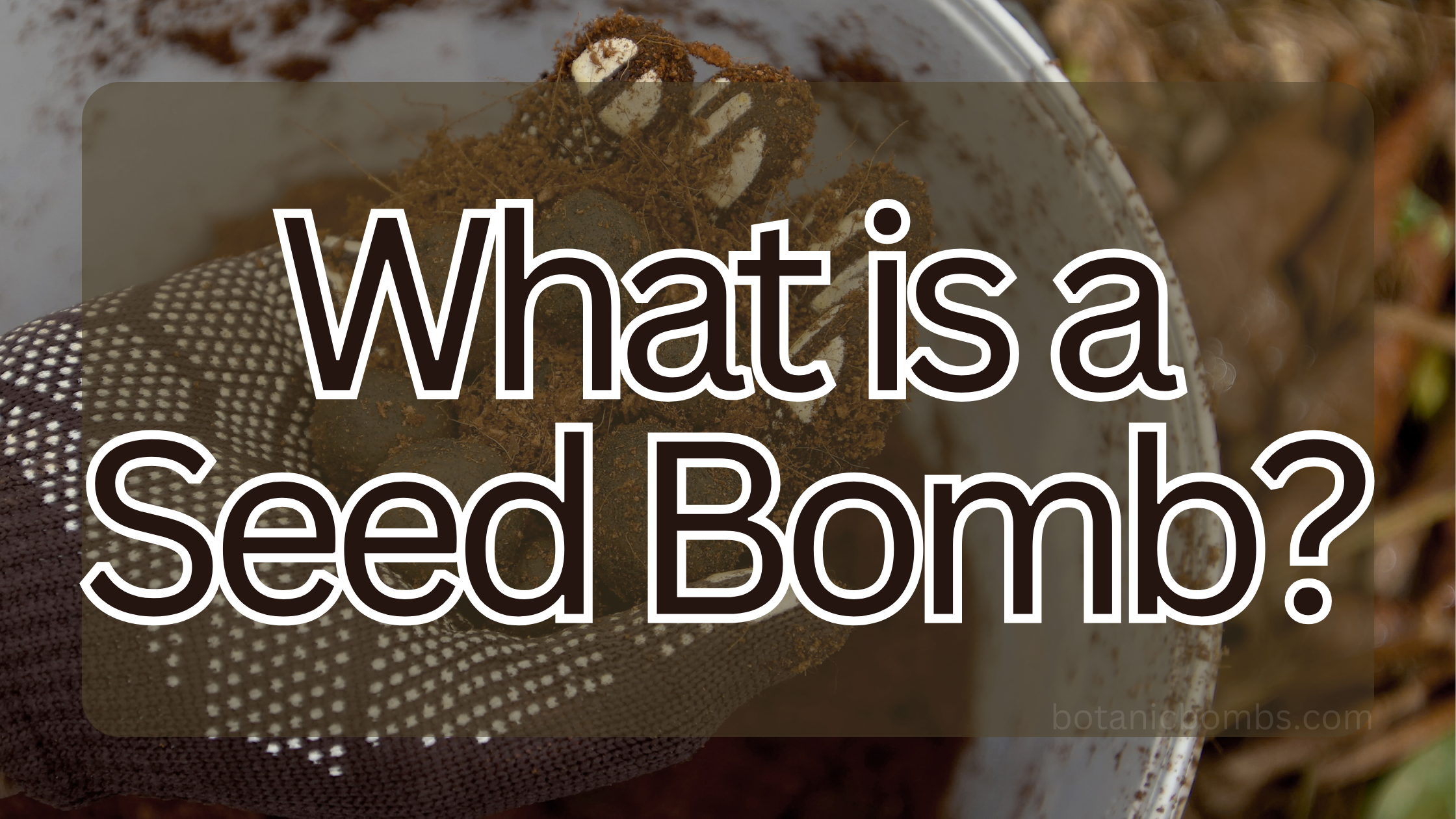What is a Seed Bomb?